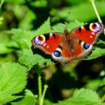 nachhaltigen Garten mit Schmetterling anlegen